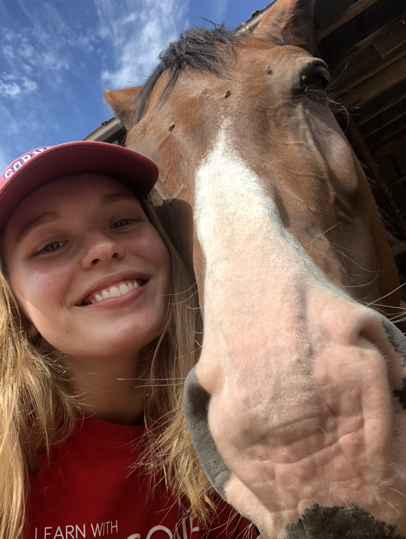 Emily-horse.png